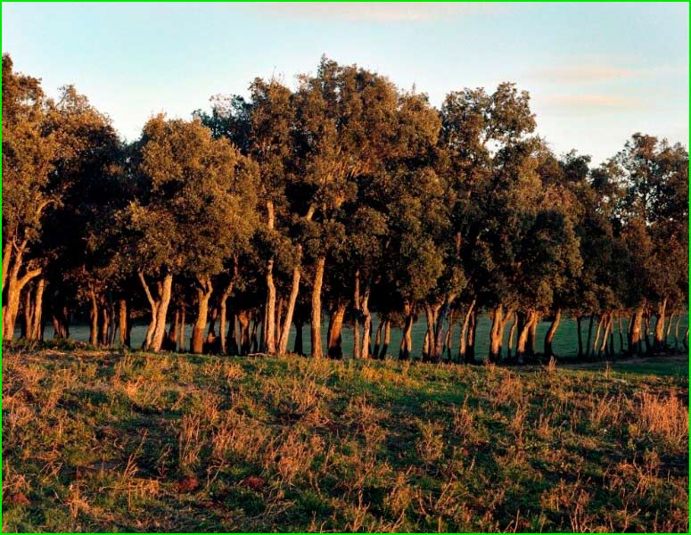 ruta AE96 Requesens - Coll del Medàs en Gerona