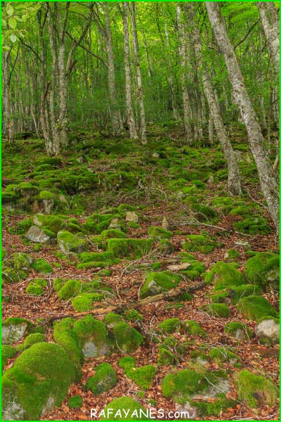 Parque Natural de la Sierra Cebollera en La Rioja