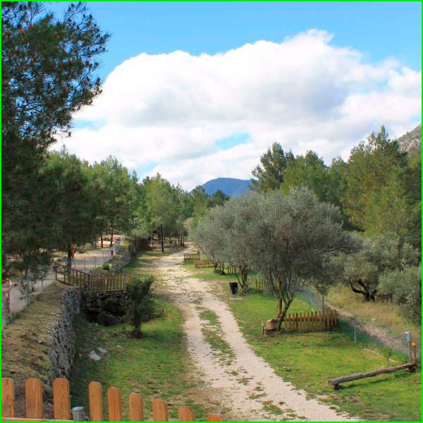 Arañuel en Castellón