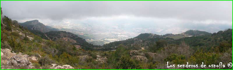 Arbolí en Tarragona