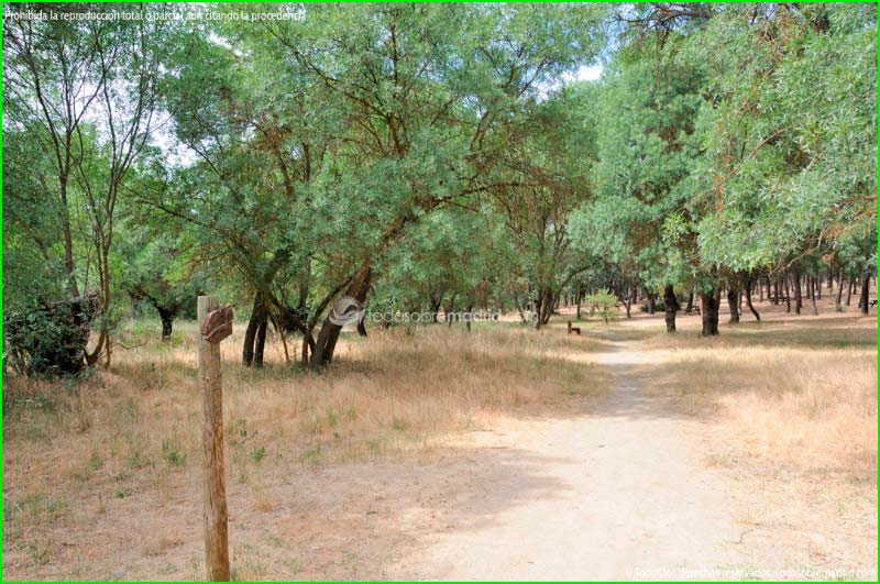 track Área Recreativa de El Sotillo - Dehesa del Sotillo - Río Guadarrama en Madrid