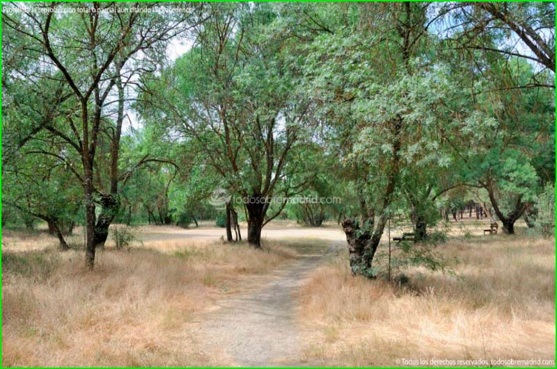 ruta Área Recreativa de El Sotillo - El Monreal en Madrid