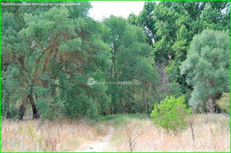 Parque Regional del Río Guadarrama en Madrid