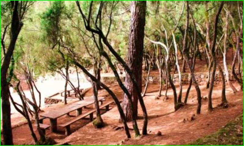 ruta Área Recreativa La Caldera - Pista Mamio - Fuente del Agua en Tenerife