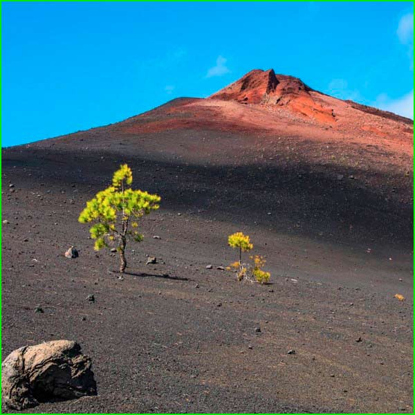 track Arenas Negras - Canal de Vergara - Pino Charanga - Risco del Acebiño en Tenerife