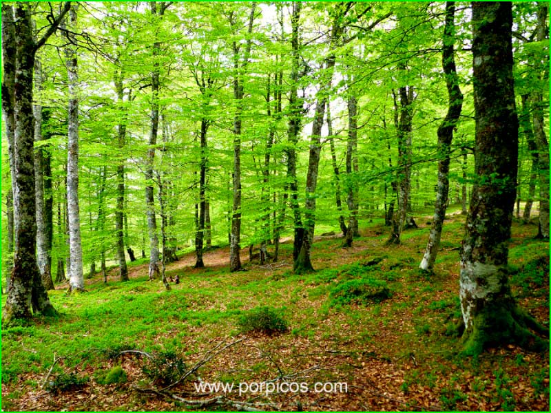 track Bárcena Mayor - Alto de la Cruz de Fuentes - Alto Abedules en Cantabria