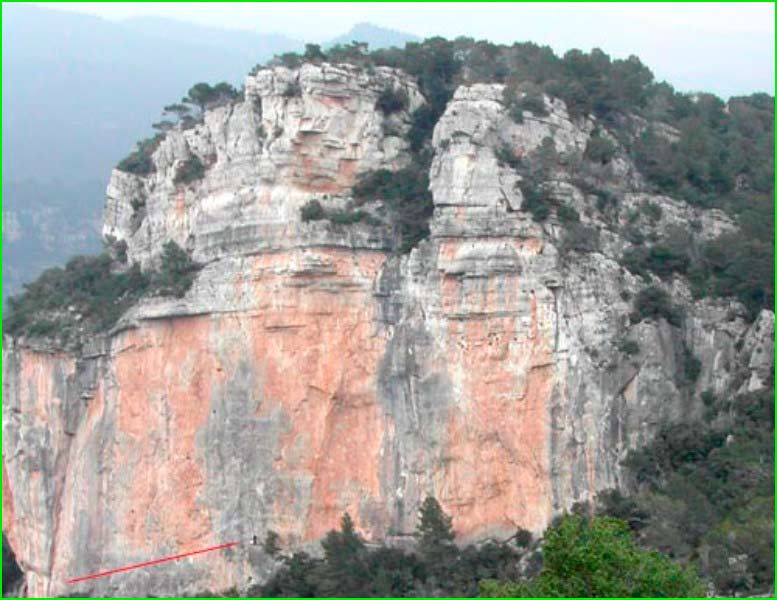 Arbolí en Tarragona