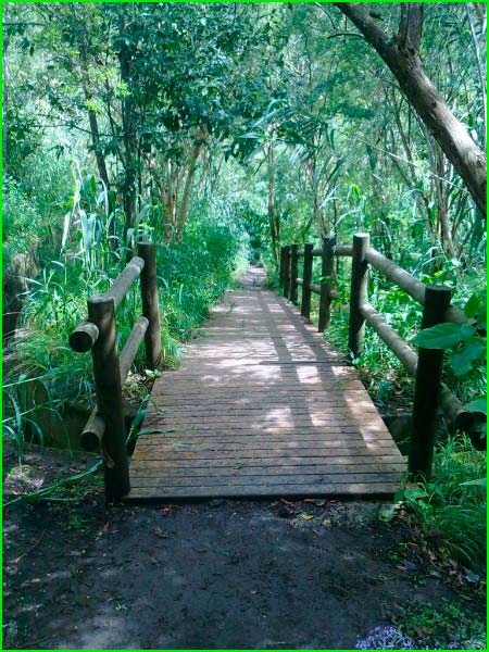 ruta Barranco del Laurel en Las Palmas