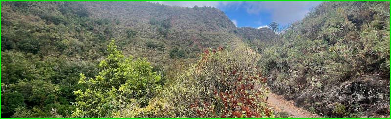 ruta por Reserva Natural Especial Los Tilos de Moya