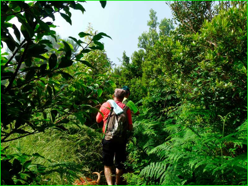 ruta Barranquillo de las Ánimas - Barranquillo de los Chorros - Pico Osorio en Las Palmas