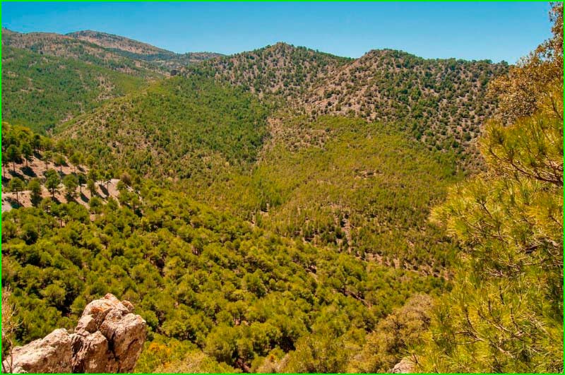 track Bastidas - Floranes en Granada
