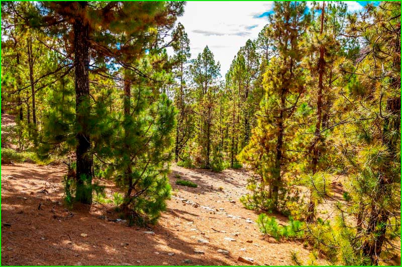 track BC 4 - Ruta Sur en Santa Cruz de Tenerife