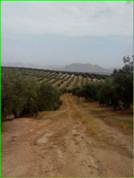 track Belicena - Gabia Grande en Granada