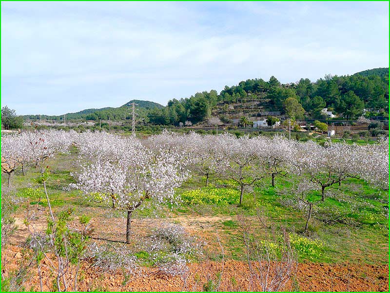 ruta por San Antonio Abad, Ibiza
