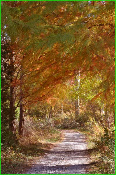 ruta Berrosteguieta - Esquivel - Bosque de Armentia en Álava