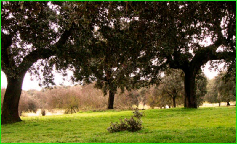 Parque Encinar de Boadilla en Madrid