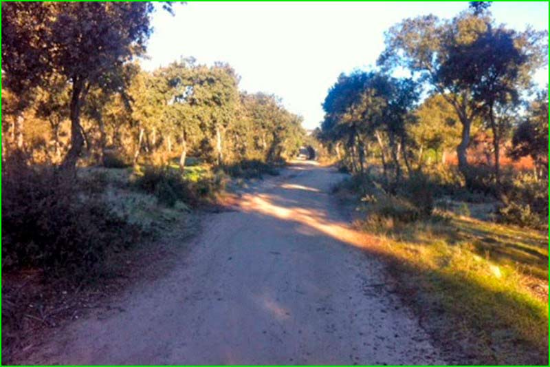 ruta Boadilla del Monte - Parque de Monte de Boadilla - Encinar de Boadilla en Madrid