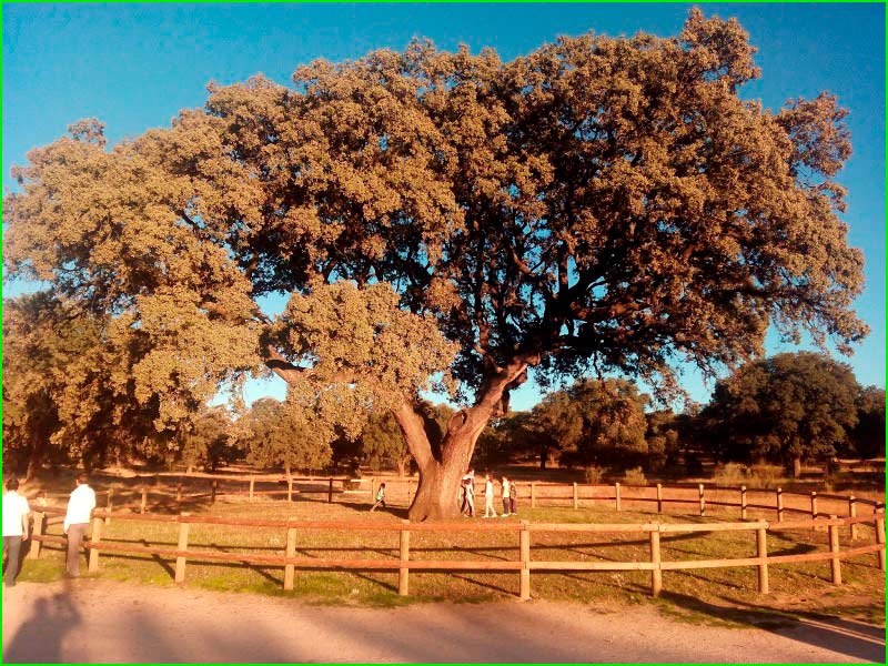 ruta por Parque Encinar de Boadilla