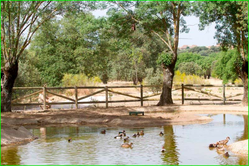 ruta por Parque Monte de Boadilla