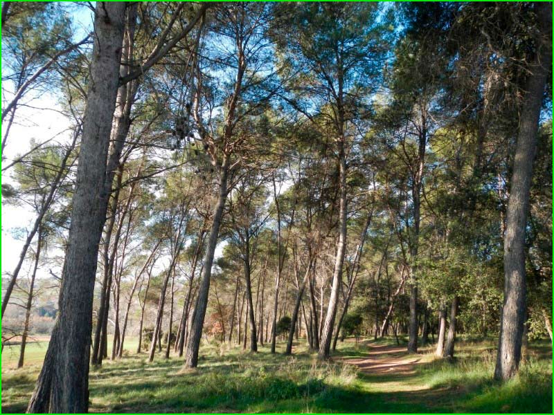 ruta Bosc de Can Torres en Barcelona