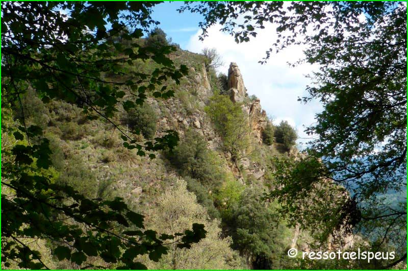 ruta Bosc Espès - Puig Pelagons - Bosc Rodó - Bosc Cases Blanques en Barcelona