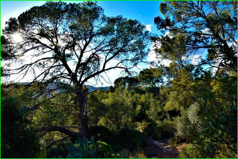 Bosc de Bellver en Barcelona