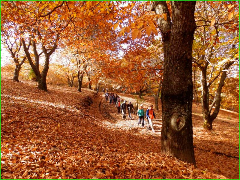 track Bosque de Cobre en Málaga