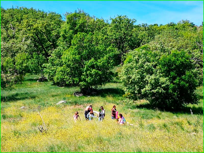 track Bosque de la Herrería - Silla de Felipe II - Machota Alta en Madrid