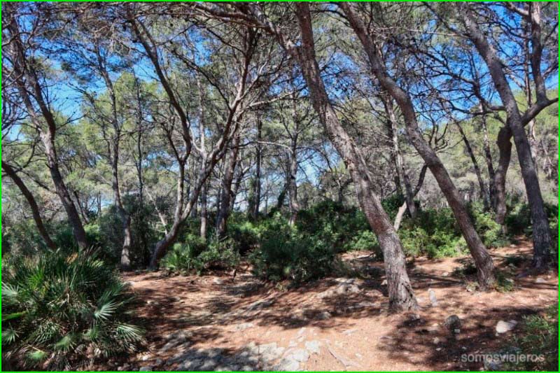 Bosc de la Marquesa en Barcelona