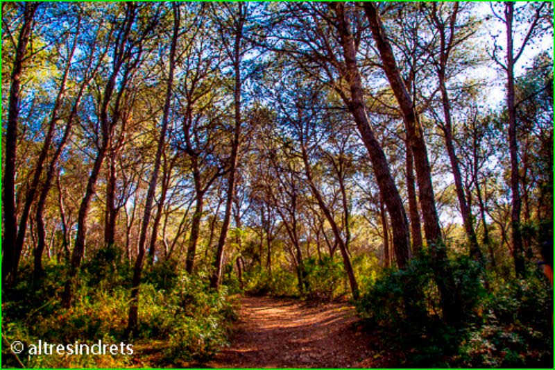 ruta Bosque de la Marquesa en Barcelona