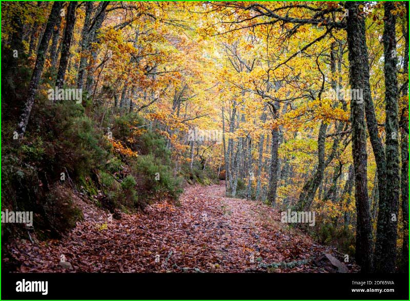 ruta Bosque de Pardomino en Asturias