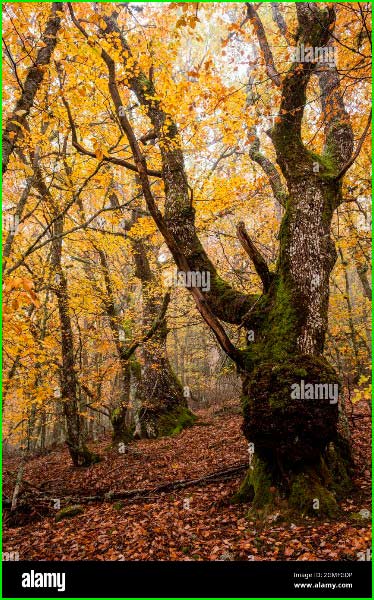 track Bosque de Pardomino en Asturias