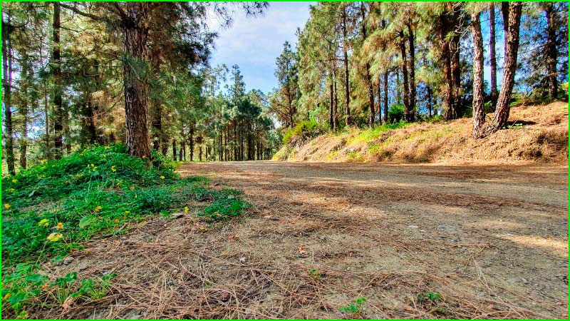 ruta Bosque El Chaparral en Málaga