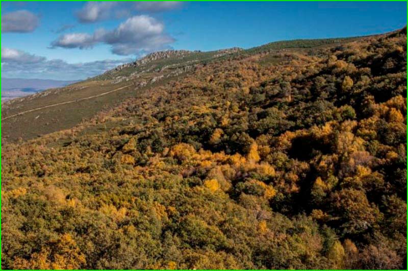 ruta Bosque El Tejedelo en Zamora