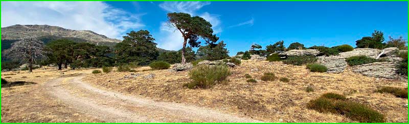Plantación Forestal en Asturias