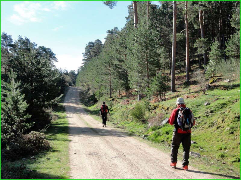 ruta por Plantación Forestal