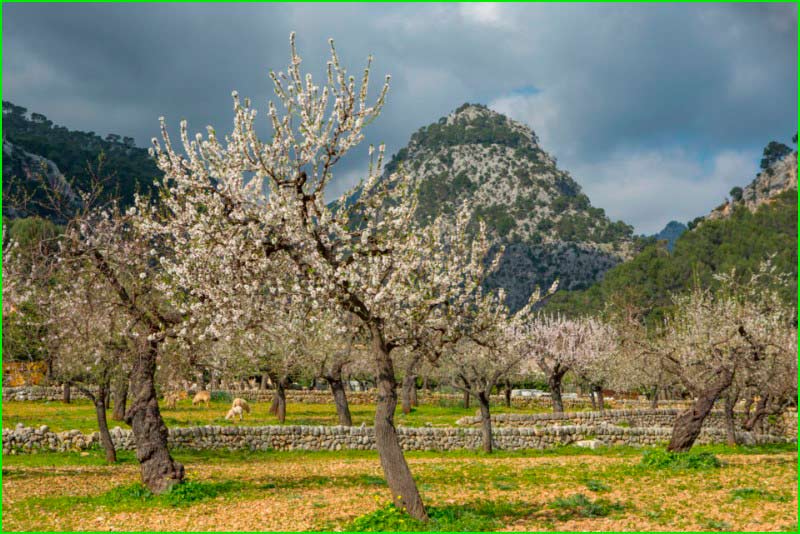 ruta Caimari - Lluc - Binibona en Baleares
