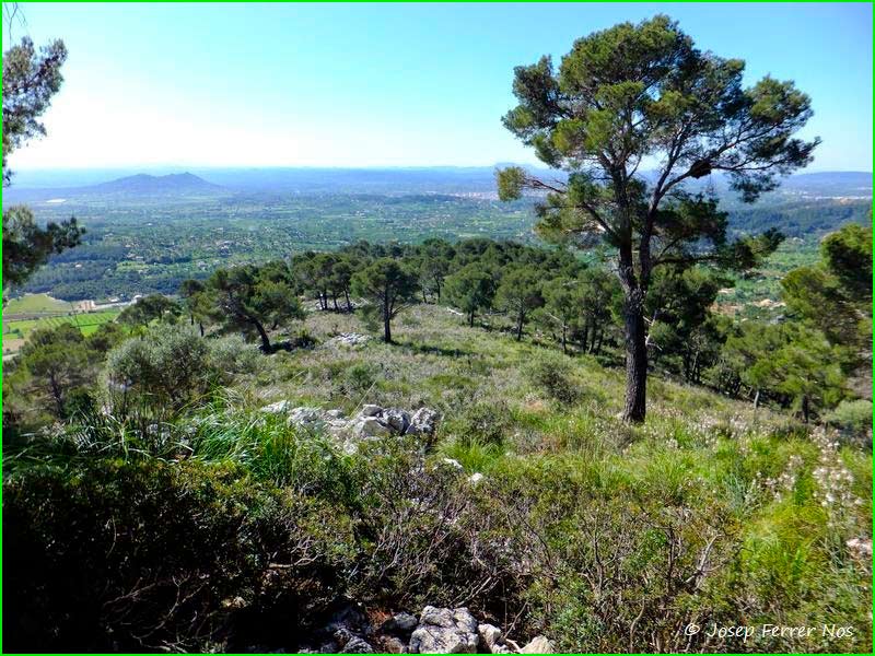Selva en Baleares