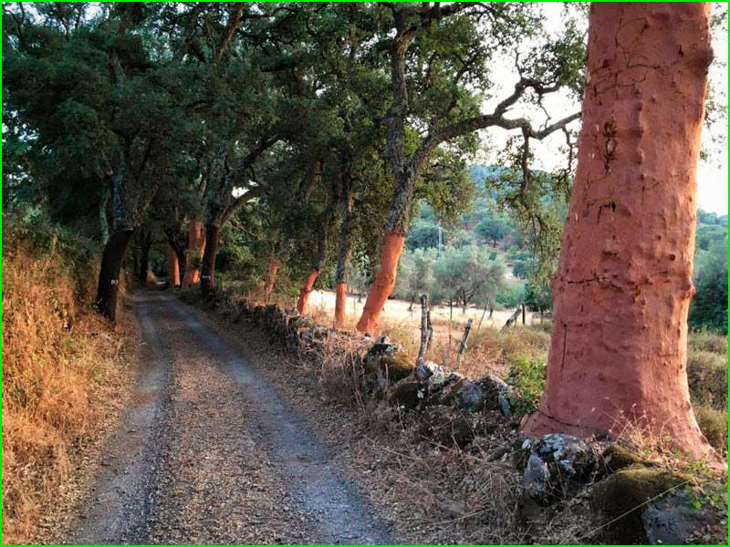 Parque Natural Sierra de Aracena y Picos de Aroche en Huelva