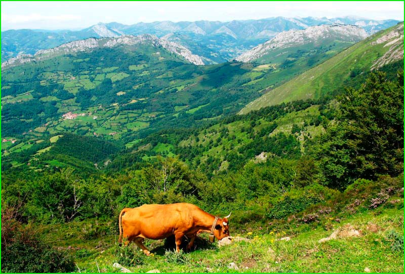 Parque Natural de Redes en Asturias