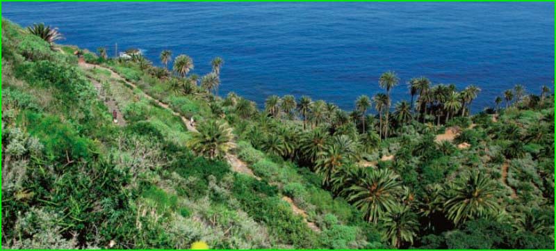 Paisaje Protegido de la Rambla de Castro en Santa Cruz de Tenerife