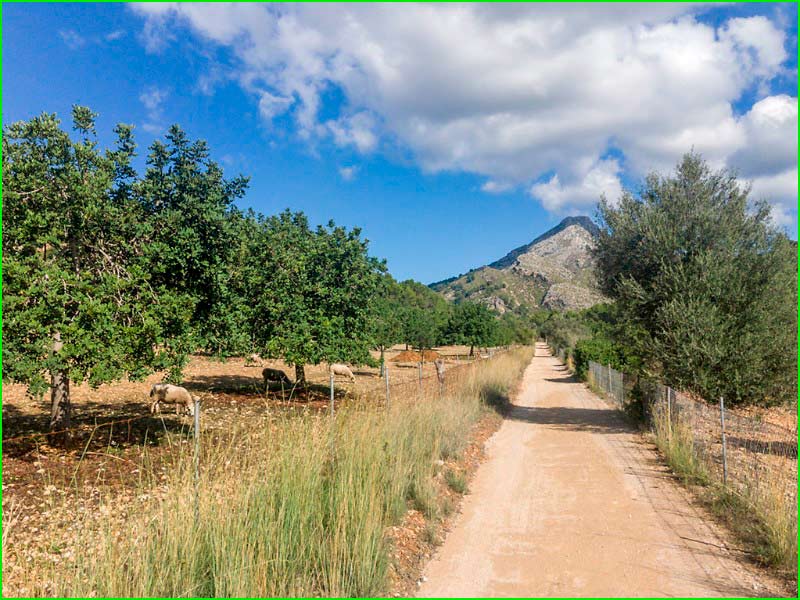 ruta Calvià - Torrent Galatzó - Finca Galatzó - Es Capdella en Baleares