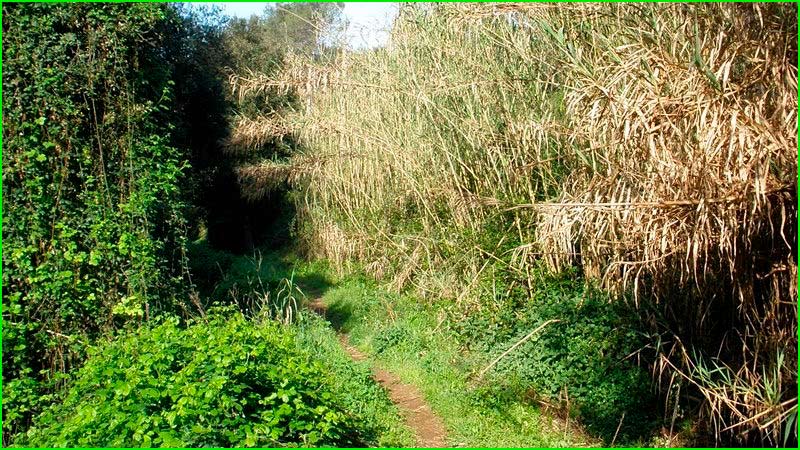 ruta Camí als Fitons - Camí del Calaix en Barcelona
