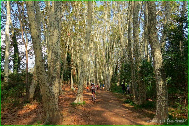 track Camí de la Torre d'en Malla en Barcelona