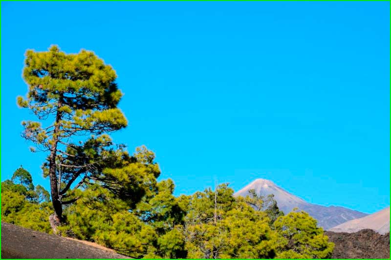 Parque Natural Corona Forestal en Santa Cruz de Tenerife