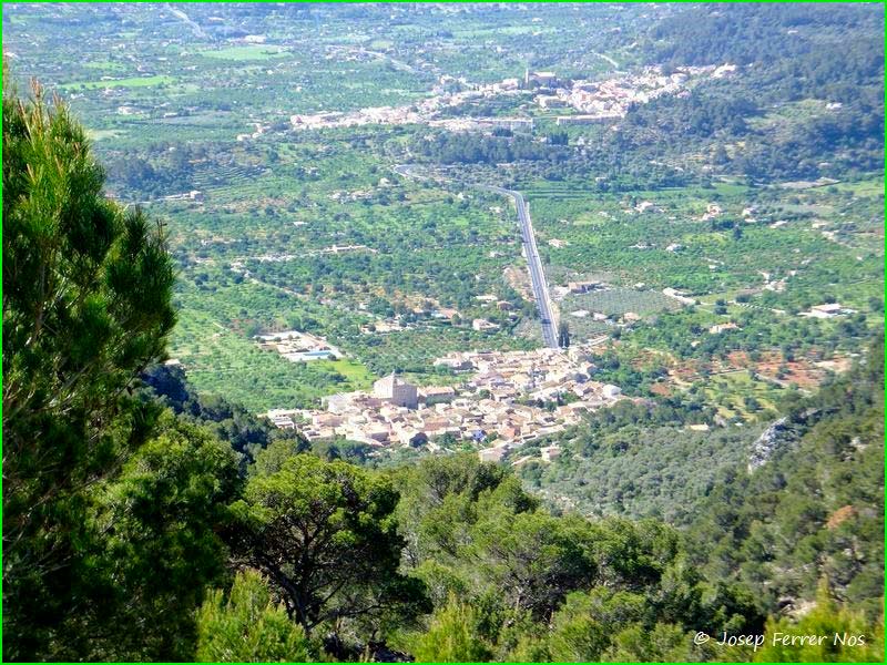 Selva en Baleares