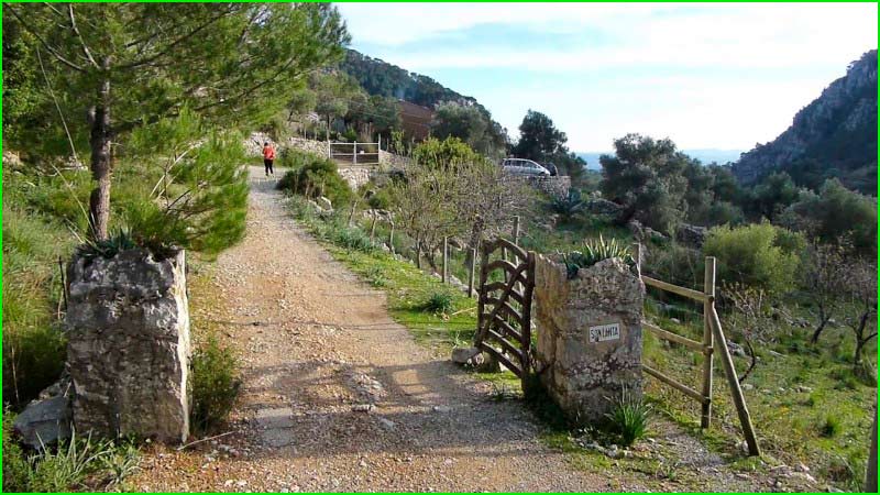 Selva en Baleares
