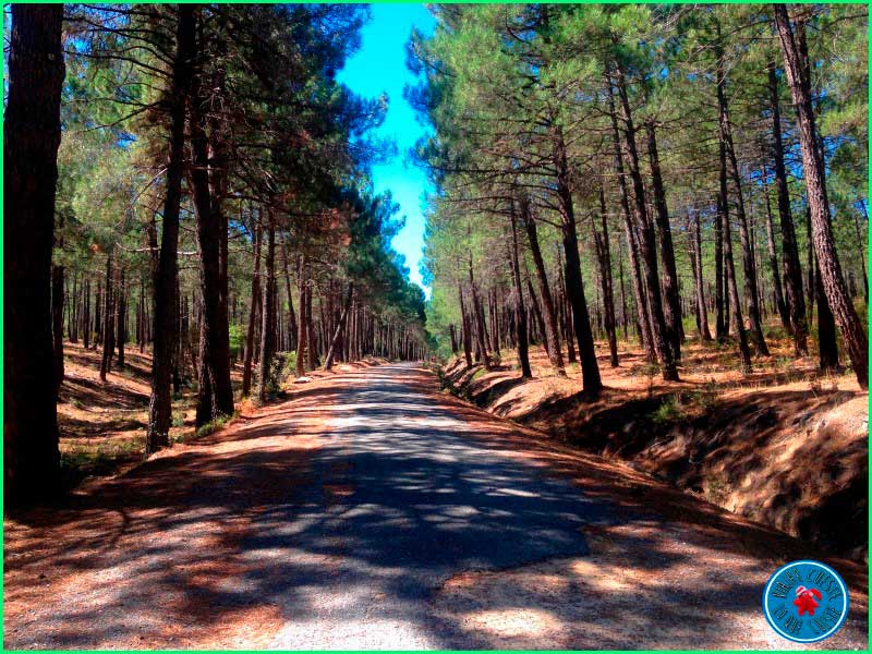 ruta Camino El Bosque Plateado en Madrid