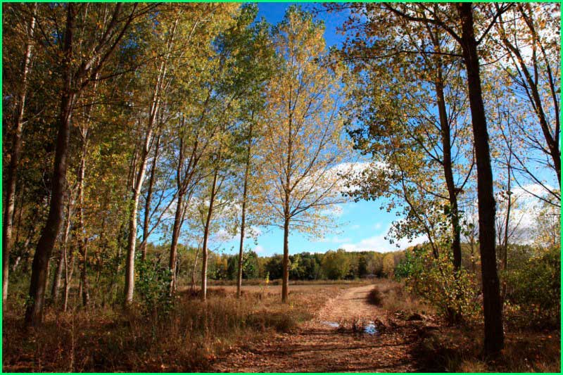 track Camino Francés: Burgos - Hontanas en Burgos