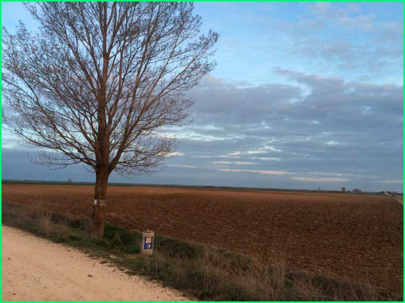 ruta Camino Francés: Carrión de los Condes - Terradillos de Templarios en Palencia